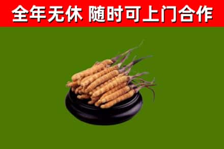 城中回收散虫草