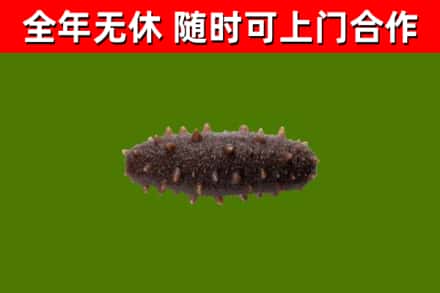 城中回收海参干